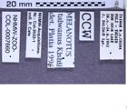 Etikette zu Melanotus taiwanus (Kishii, 1989) (NHMW-ZOO-COL-0007660)